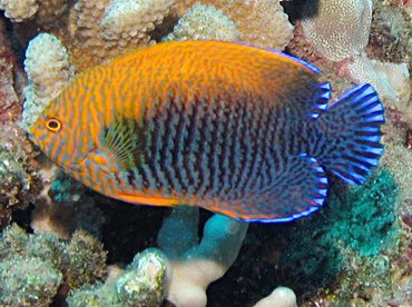 Potter's Angelfish - Centropyge potteri - Lanai, Hawaii