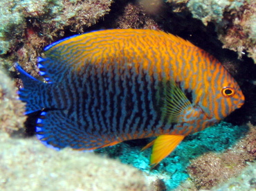 Potter's Angelfish - Centropyge potteri - Lanai, Hawaii