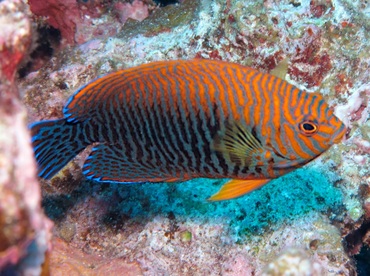 Potter's Angelfish - Centropyge potteri - Maui, Hawaii