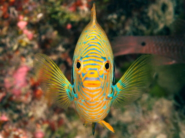 Potter's Angelfish - Centropyge potteri - Big Island, Hawaii