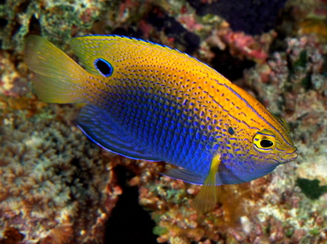 Princess Damsel - Pomacentrus vaiuli - Fiji