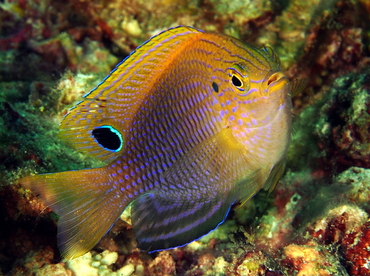 Princess Damsel - Pomacentrus vaiuli - Anilao, Philippines