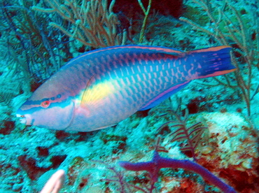 Princess Parrotfish - Scarus taeniopterus - Nassau, Bahamas