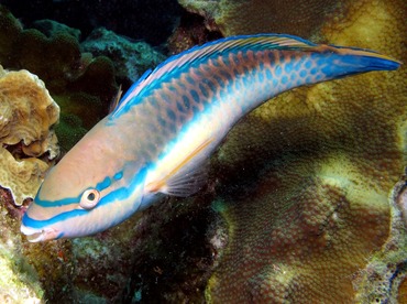 Princess Parrotfish - Scarus taeniopterus - Bonaire