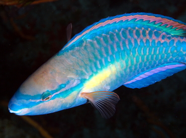 Princess Parrotfish - Scarus taeniopterus - Cozumel, Mexico