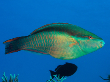 Princess Parrotfish - Scarus taeniopterus - Cozumel, Mexico