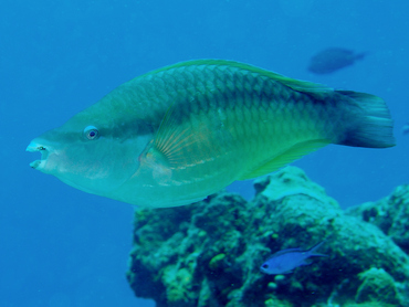 Princess Parrotfish - Scarus taeniopterus - Cozumel, Mexico