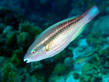 Princess Parrotfish - Scarus taeniopterus - Bonaire