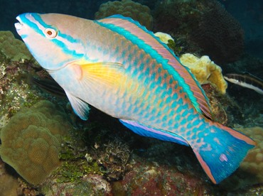 Princess Parrotfish - Scarus taeniopterus - Grand Cayman