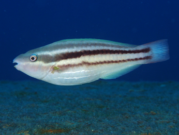 Princess Parrotfish - Scarus taeniopterus - Bonaire