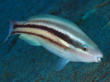 Princess Parrotfish - Scarus taeniopterus - Bonaire