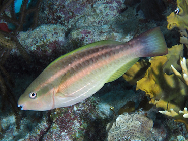 Princess Parrotfish - Scarus taeniopterus - Bonaire