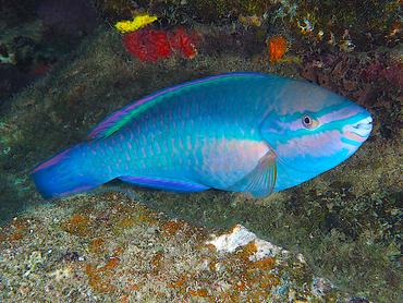 Princess Parrotfish - Scarus taeniopterus - British Virgin Islands