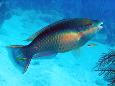 Princess Parrotfish - Scarus taeniopterus - Turks and Caicos