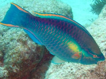 Princess Parrotfish - Scarus taeniopterus - Key Largo, Florida