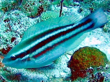 Princess Parrotfish - Scarus taeniopterus - Turks and Caicos