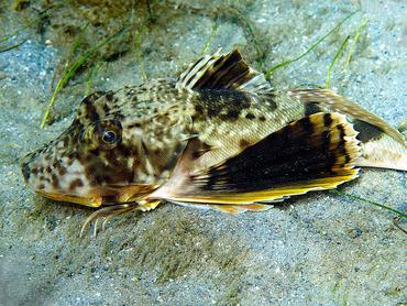 Bighead Searobin - Prionotus tribulus - Blue Heron Bridge, Florida