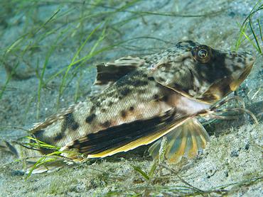 Bighead Searobin - Prionotus tribulus - Blue Heron Bridge, Florida