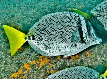 Yellowtail Surgeonfish - Prionurus punctatus - Cabo San Lucas, Mexico