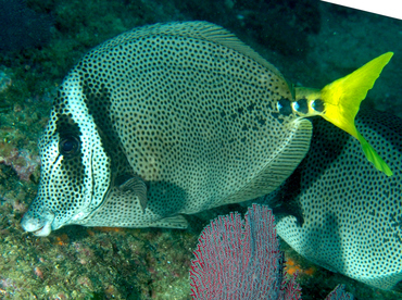 Yellowtail Surgeonfish - Prionurus punctatus - Cabo San Lucas, Mexico