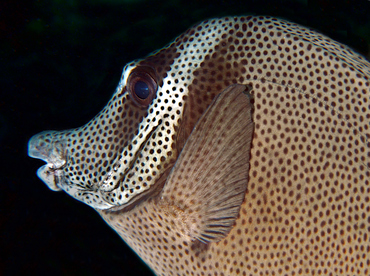 Yellowtail Surgeonfish - Prionurus punctatus - Cabo San Lucas, Mexico