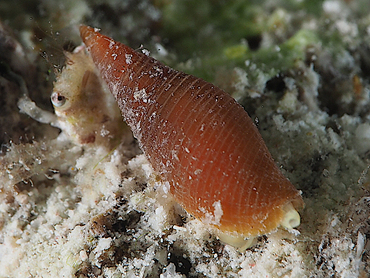 Barbados Mitre - Probata barbadensis - Bonaire