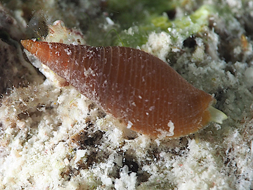 Barbados Mitre - Probata barbadensis - Bonaire