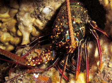 Pronghorn Spiny Lobster - Panulirus penicillatus - Maui, Hawaii