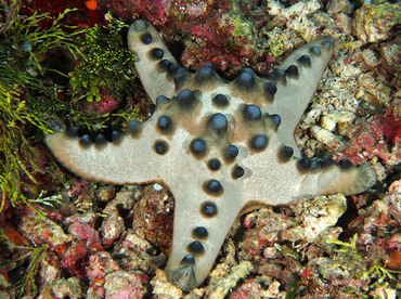 Chocolate Chip Sea Star - Protoreaster nodosus - Wakatobi, Indonesia