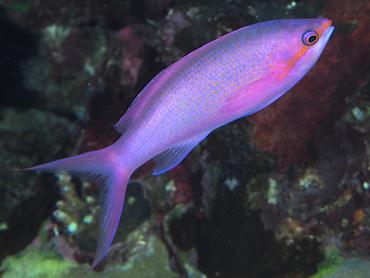 Purple Queen Anthias - Pseudanthias pascalus - Great Barrier Reef, Australia