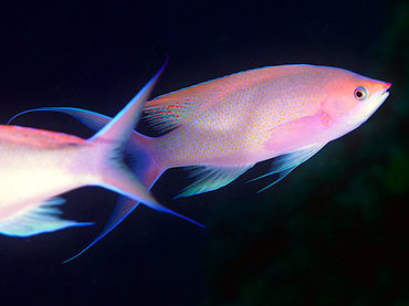 Purple Queen Anthias - Pseudanthias pascalus - Great Barrier Reef, Australia