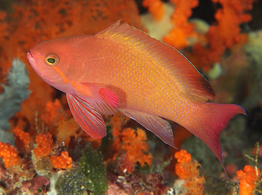 Scalefin Anthias - Pseudanthias squamipinnis - Wakatobi, Indonesia