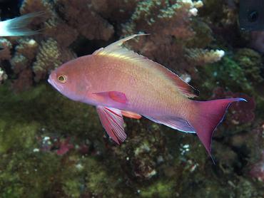 Lyretail Anthias - Pseudanthias squamipinnis - Komodo, Indonesia