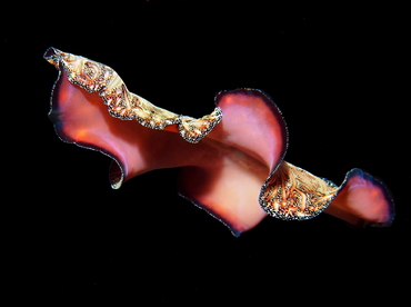 Persian Carpet Flatworm - Pseudobiceros bedfordi - Bali, Indonesia