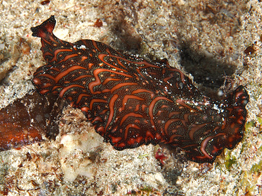 Persian Carpet Flatworm - Pseudobiceros bedfordi - Wakatobi, Indonesia