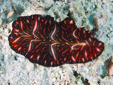 Persian Carpet Flatworm - Pseudobiceros bedfordi - Komodo, Indonesia