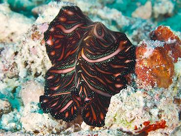 Persian Carpet Flatworm - Pseudobiceros bedfordi - Komodo, Indonesia