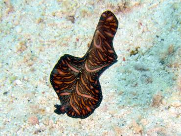 Persian Carpet Flatworm - Pseudobiceros bedfordi - Komodo, Indonesia