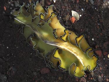 Flowers' Flatworm - Pseudobiceros flowersi - Bali, Indonesia