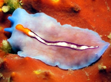 Racing Stripe Flatworm - Pseudoceros bifurcus - Dumaguete, Philippines