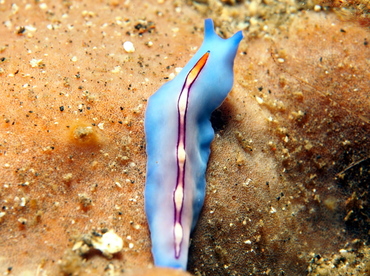 Racing Stripe Flatworm - Pseudoceros bifurcus - Lembeh Strait, Indonesia