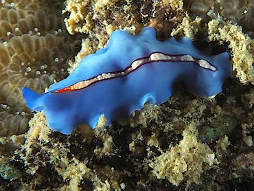 Racing Stripe Flatworm - Pseudoceros liparus - Komodo, Indonesia