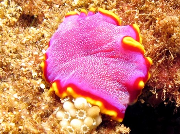 Fuchsia Flatworm - Pseudoceros ferrugineus - Maui, Hawaii