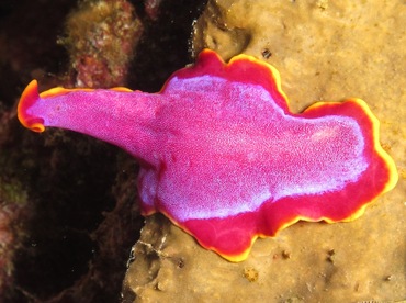 Fuchsia Flatworm - Pseudoceros ferrugineus - Dumaguete, Philippines