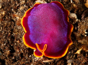 Fuchsia Flatworm - Pseudoceros ferrugineus - Bali, Indonesia