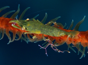 Wire Coral Shrimp - Pseudopontonides principis - Belize