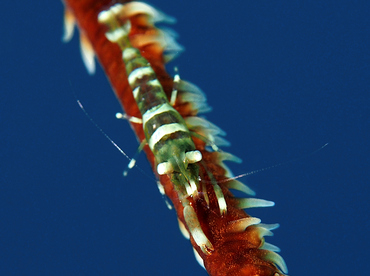 Wire Coral Shrimp - Pseudopontonides principis - Roatan, Honduras