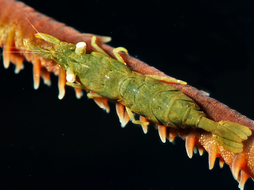 Wire Coral Shrimp - Pseudopontonides principis - Bonaire