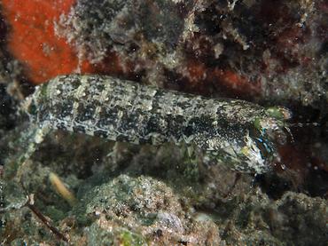 Common Mantis Shrimp - Pseudosquilla ciliata - Blue Heron Bridge, Florida