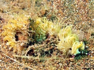 Blue Dragon Nudibranch - Pteraeolidia semperi - Dumaguete, Philippines